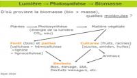 photosynthese